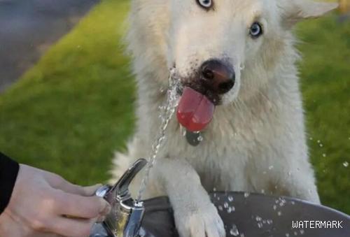 原先狗狗忽然喝水少了，是意味着这种含意